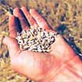 Agriculture / Landscaping Agriculture / Landscaping