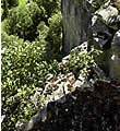 recultivated granite quarry